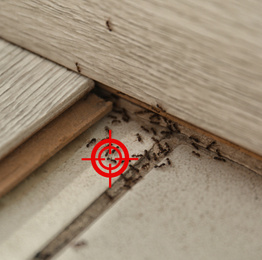 Gun target on ants at home. Pest control
