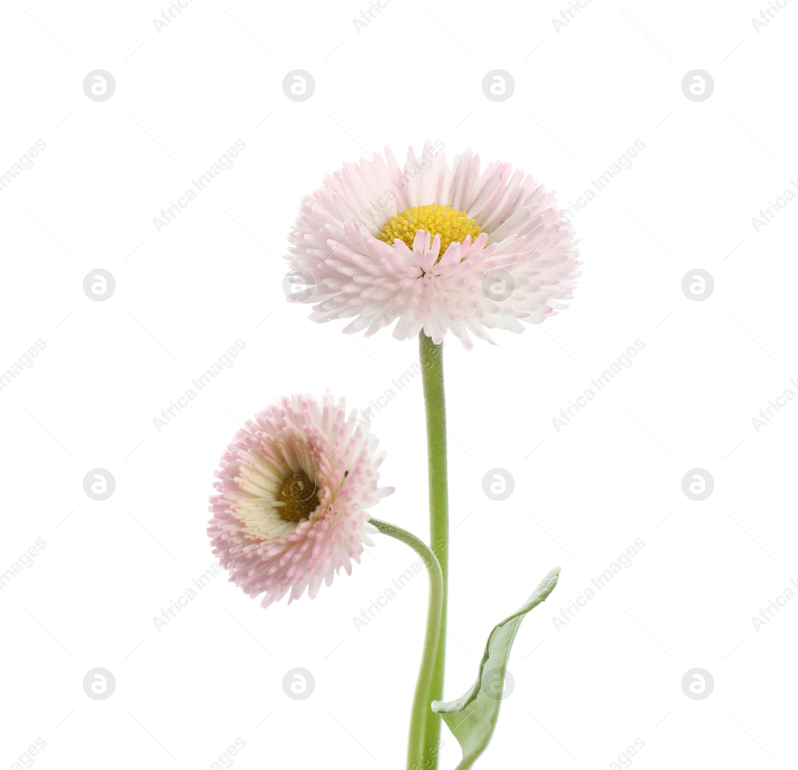 Photo of Beautiful blooming daisies against white background. Spring flowers