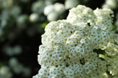 Photo of Beautiful spiraea shrub with white blossom on sunny day, closeup. Space for text