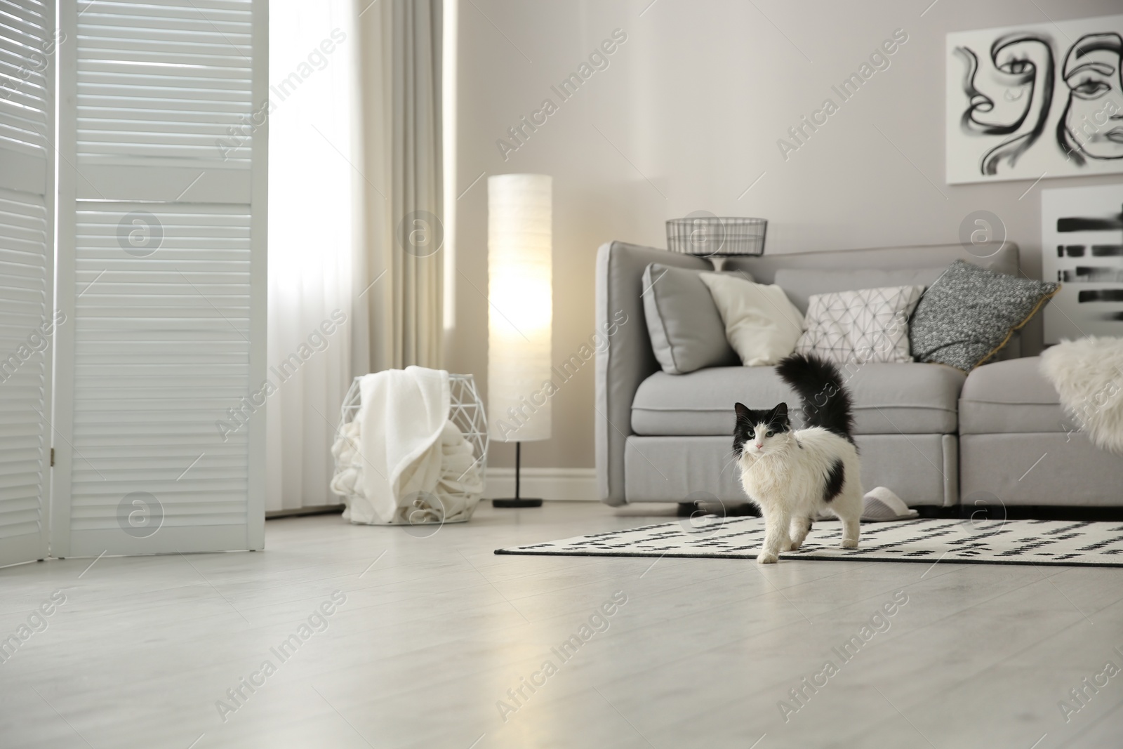 Photo of Cat near big grey sofa in living room. Interior design