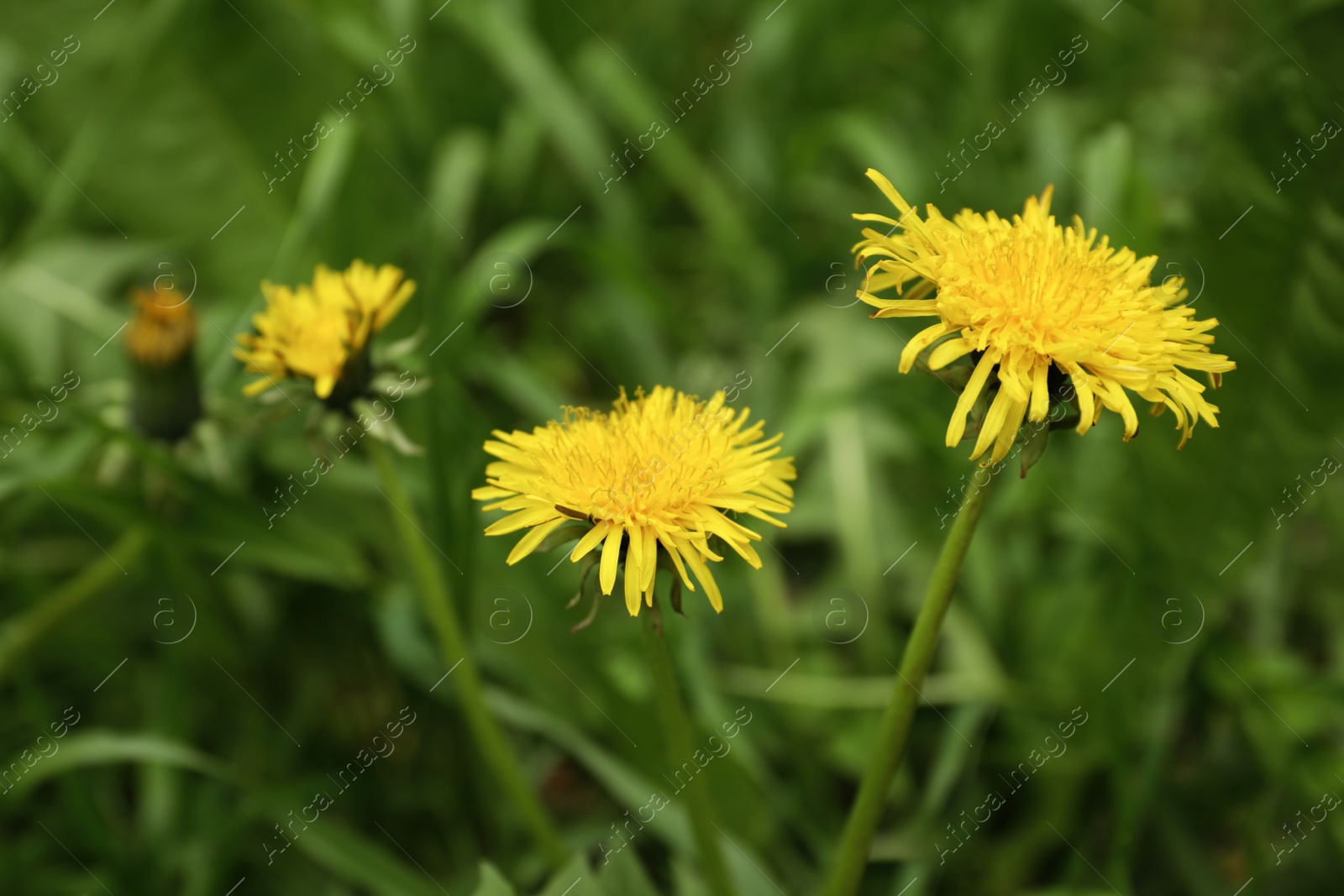 Photo of Beautiful yellow dandelion flowers growing outdoors, closeup