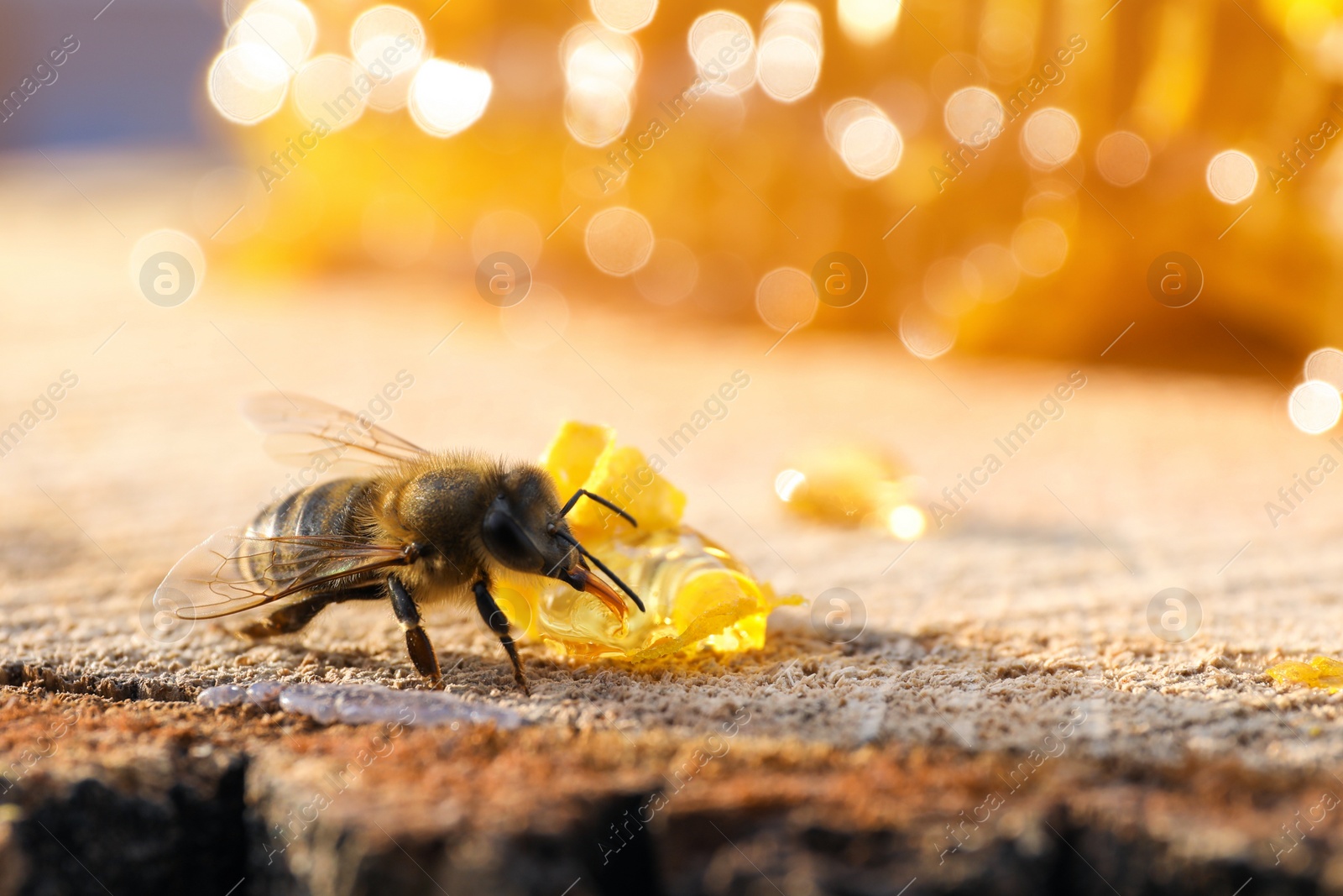 Photo of Small piece of fresh honeycomb with bee on wood stump, closeup