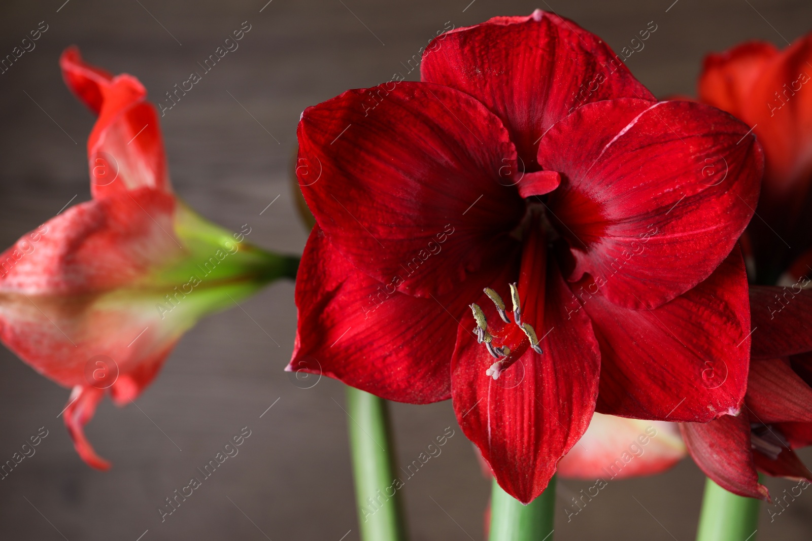 Photo of Beautiful red amaryllis flowers on blurred background, closeup