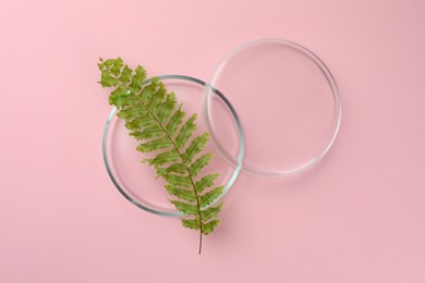 Photo of Petri dish with fern leaf on pink background, flat lay