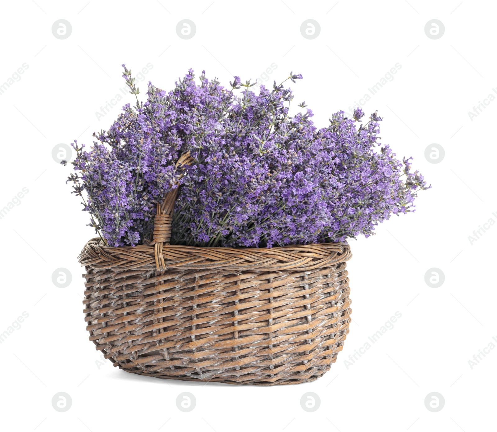 Photo of Fresh lavender flowers in basket on white background