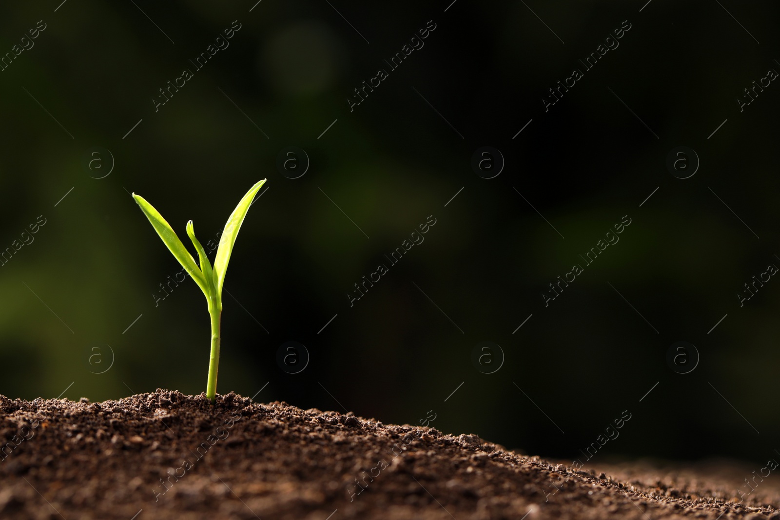 Photo of Young seedling in soil on blurred background, space for text