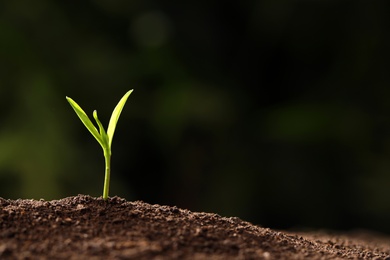 Young seedling in soil on blurred background, space for text