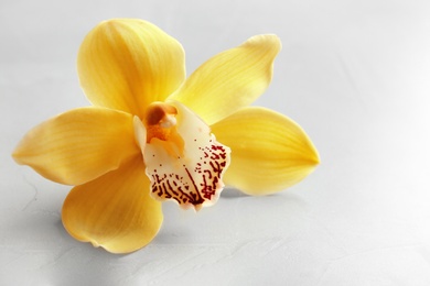 Beautiful tropical orchid flower on grey background, closeup