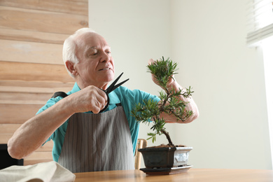 Senior man taking care of Japanese bonsai plant indoors. Creating zen atmosphere at home