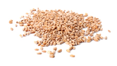 Pile of wheat grains on white background. Cereal crop