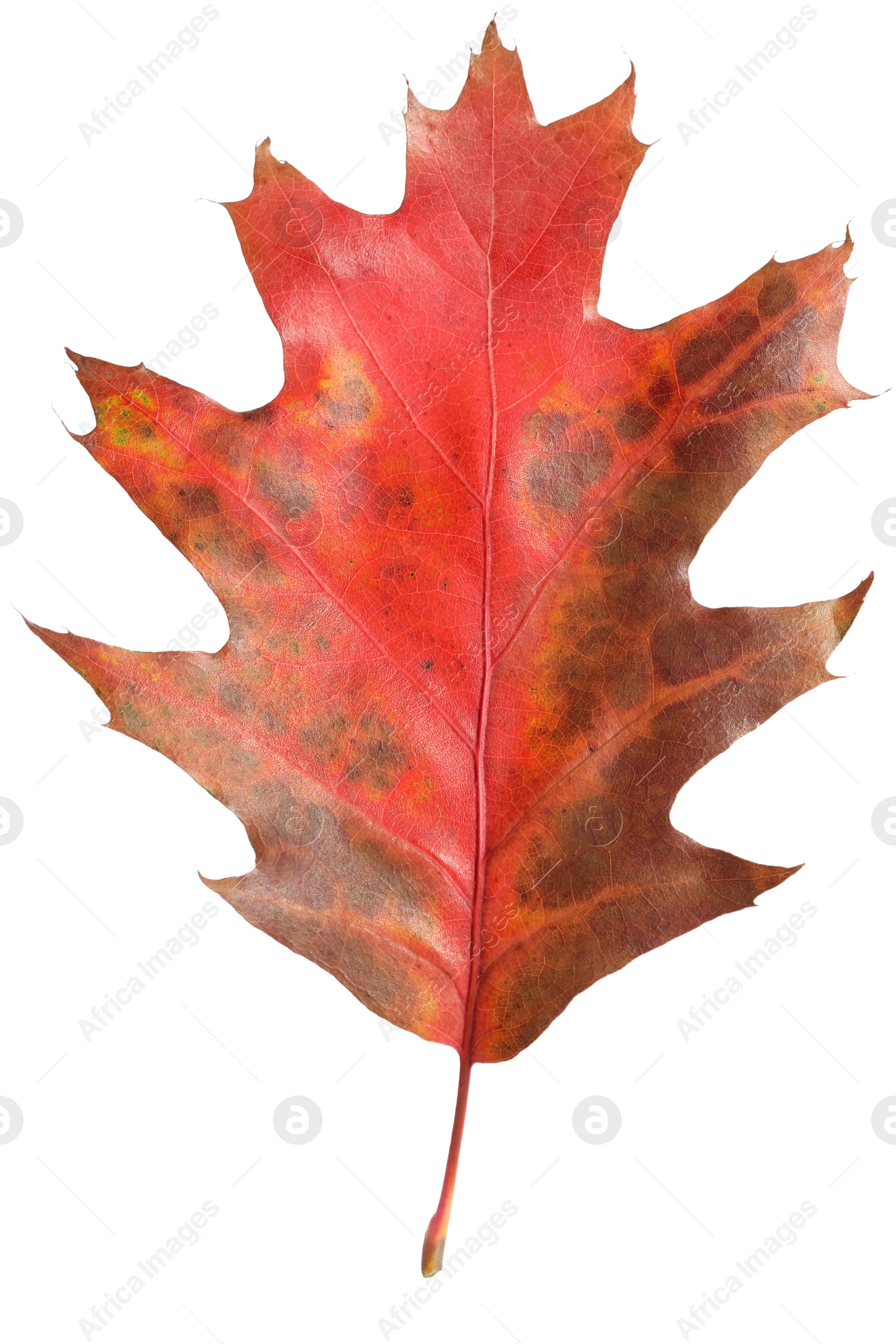 Photo of Autumn season. Oak leaf isolated on white