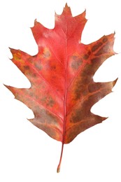 Autumn season. Oak leaf isolated on white