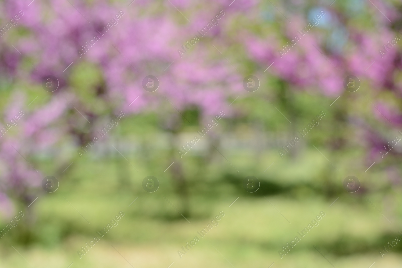 Photo of Park with trees on sunny day, blurred view. Bokeh effect