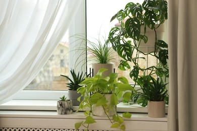Different beautiful houseplants on window sill indoors