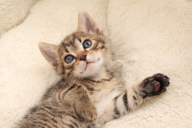 Photo of Cute fluffy kitten on pet bed. Baby animal