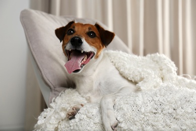 Photo of Adorable Jack Russell Terrier dog under plaid in armchair. Cozy winter