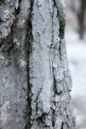 Closeup view of tree trunk covered in hoarfrost outdoors on winter day