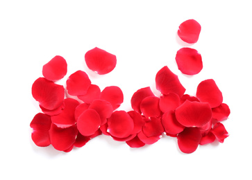 Fresh red rose petals on white background, top view