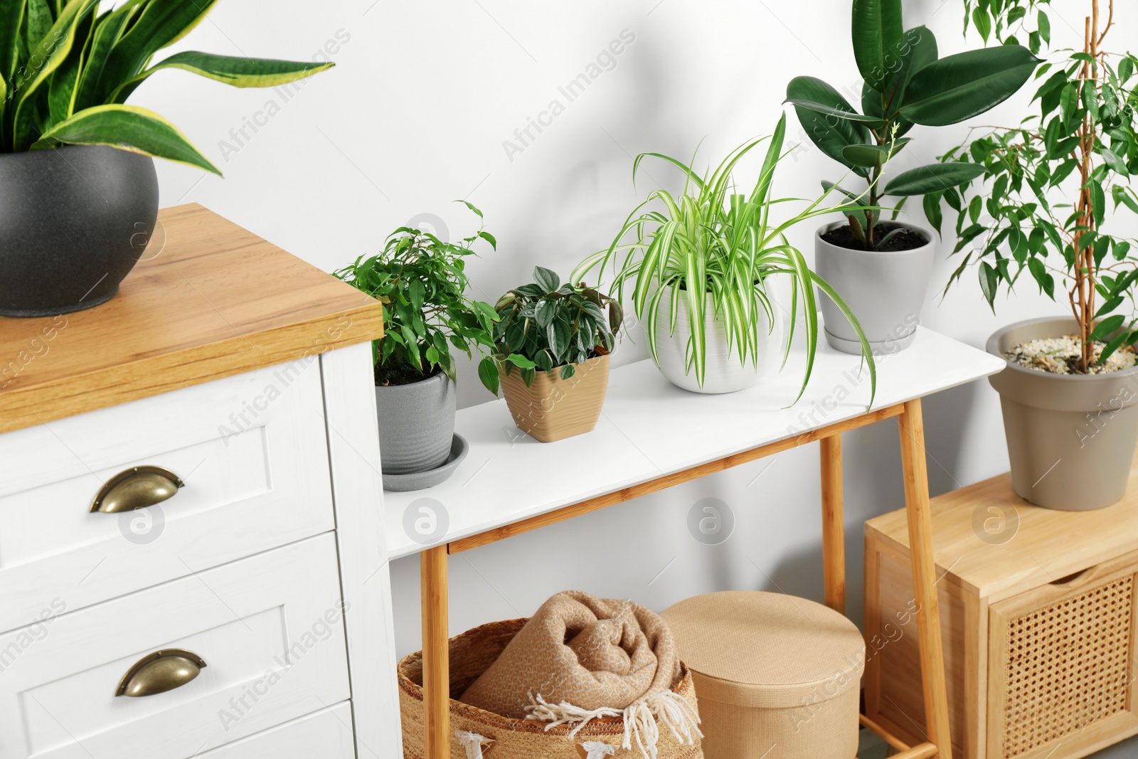 Photo of Stylish wooden furniture with beautiful green houseplants near white wall indoors. Interior design