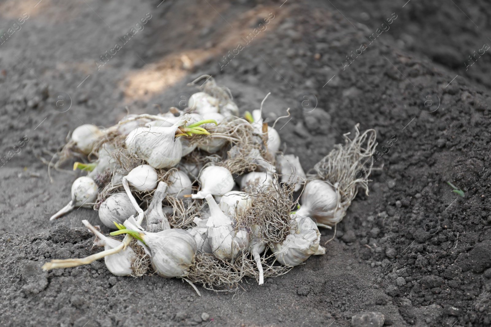 Photo of Pile of ripe garlic bulbs on soil