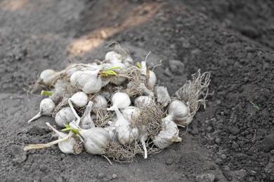 Photo of Pile of ripe garlic bulbs on soil