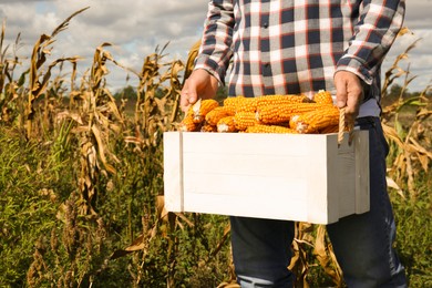 Man holding white wooden crate with delicious ripe corn cobs in field, closeup. Space for text