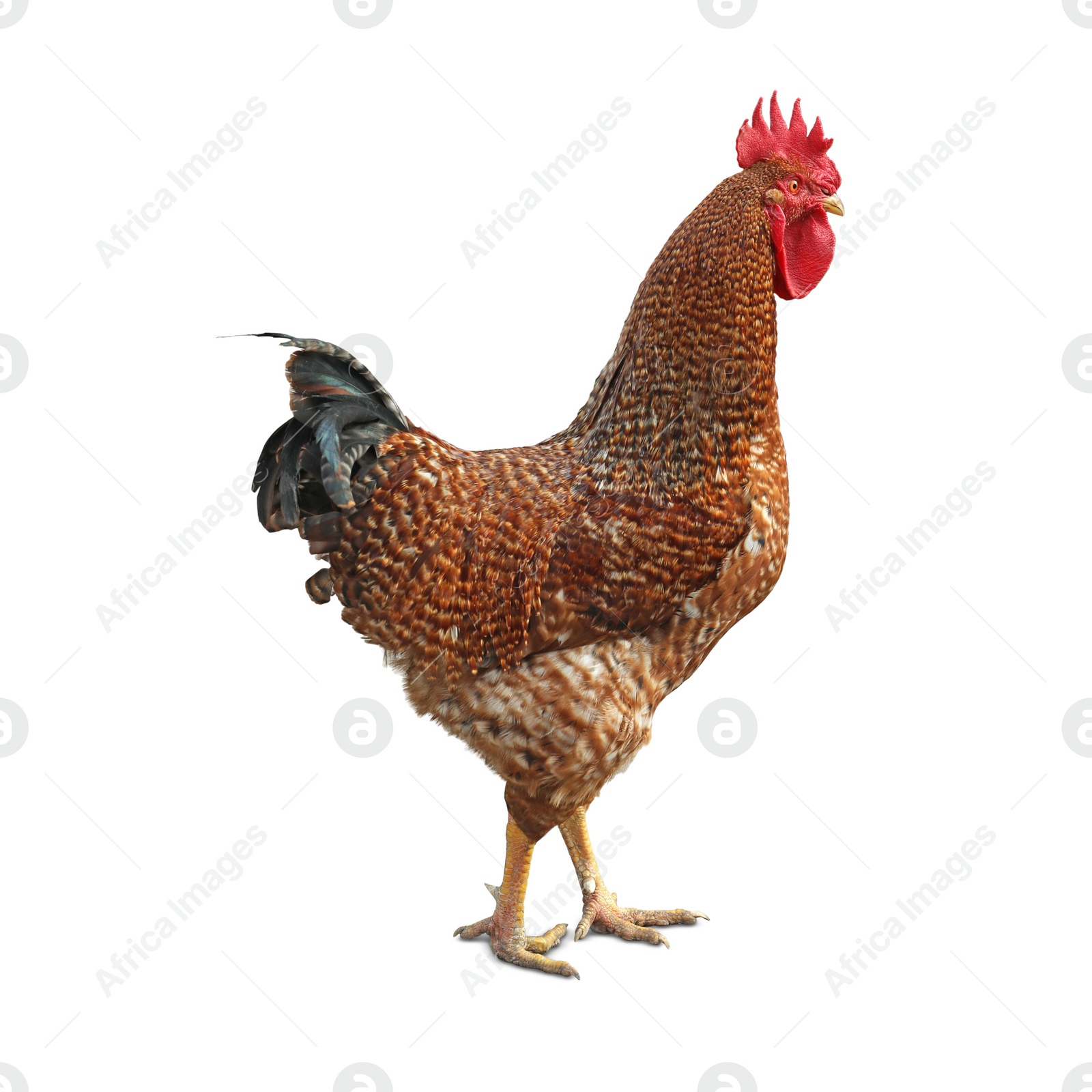 Image of Beautiful rooster on white background. Domestic animal