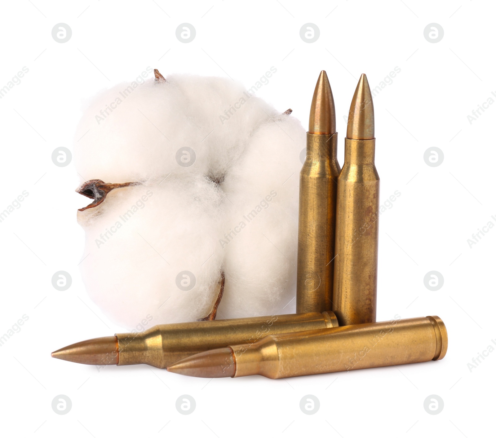 Photo of Bullets and beautiful cotton flower isolated on white