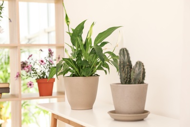 Plants on table near white wall indoors. Trendy home interior