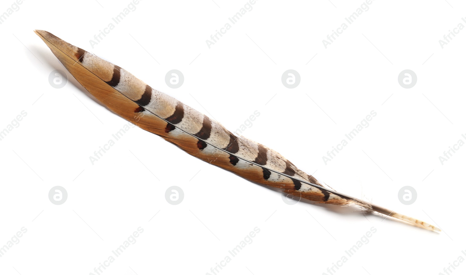 Photo of Beautiful brown bird feather isolated on white