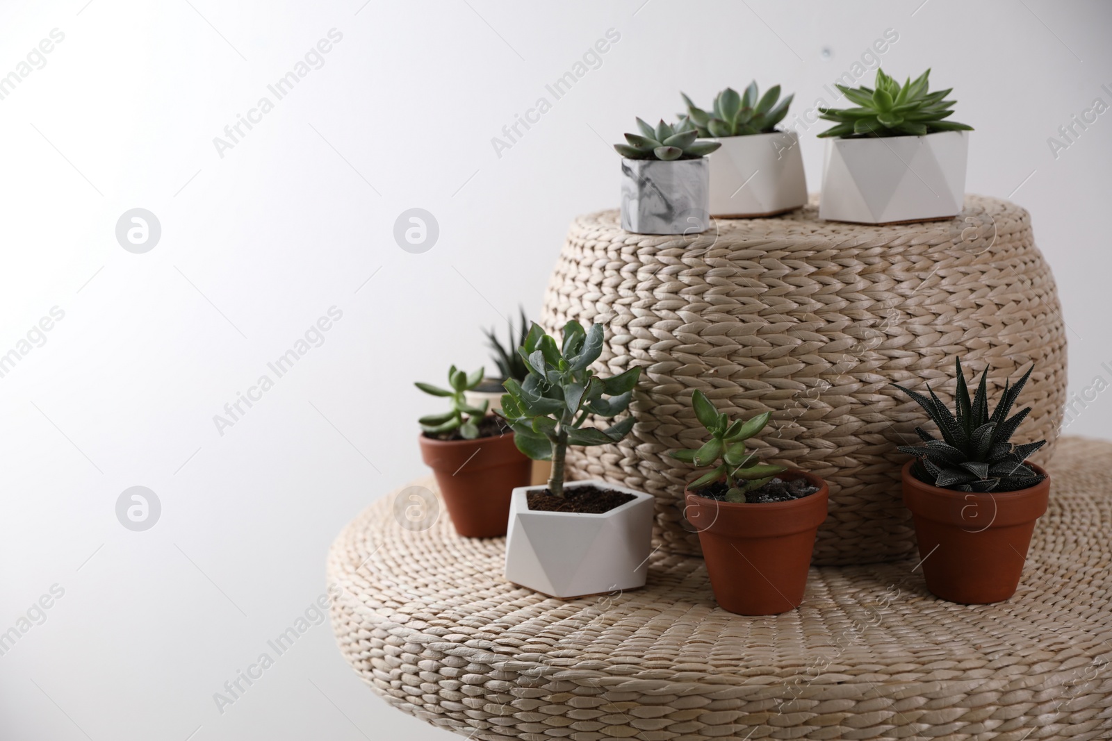 Photo of Beautiful succulents on wicker stand, space for text. Interior decoration