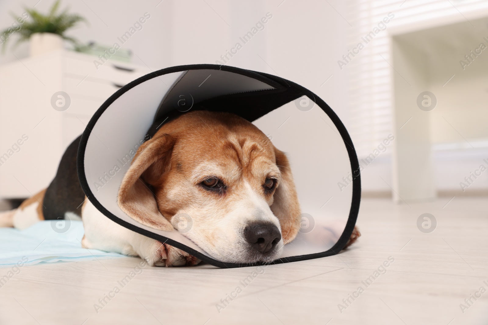 Photo of Adorable Beagle dog wearing medical plastic collar on floor indoors