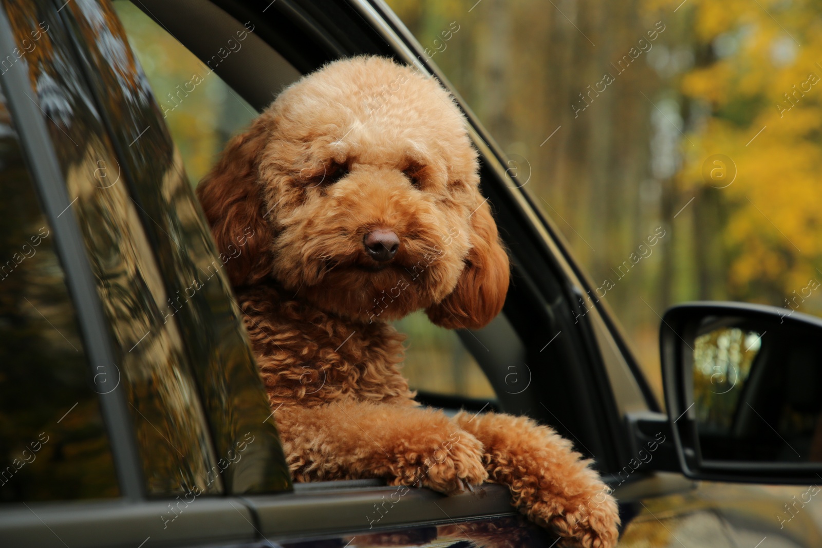 Photo of Cute dog in black car, view from outside