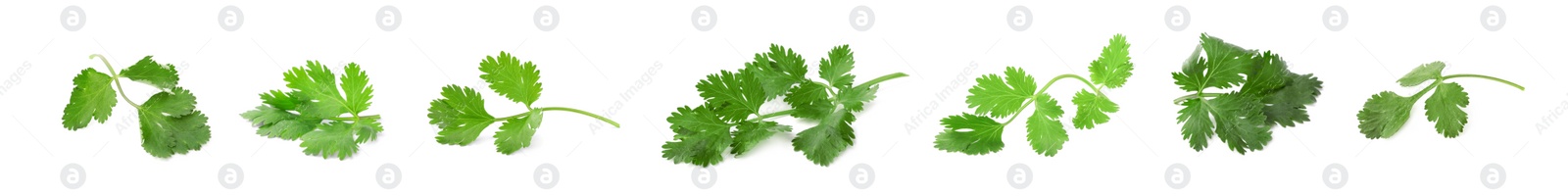 Image of Set with many fresh cilantro leaves on white background