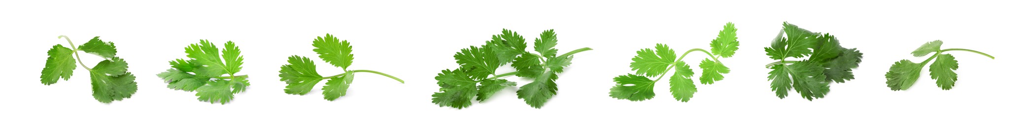 Image of Set with many fresh cilantro leaves on white background