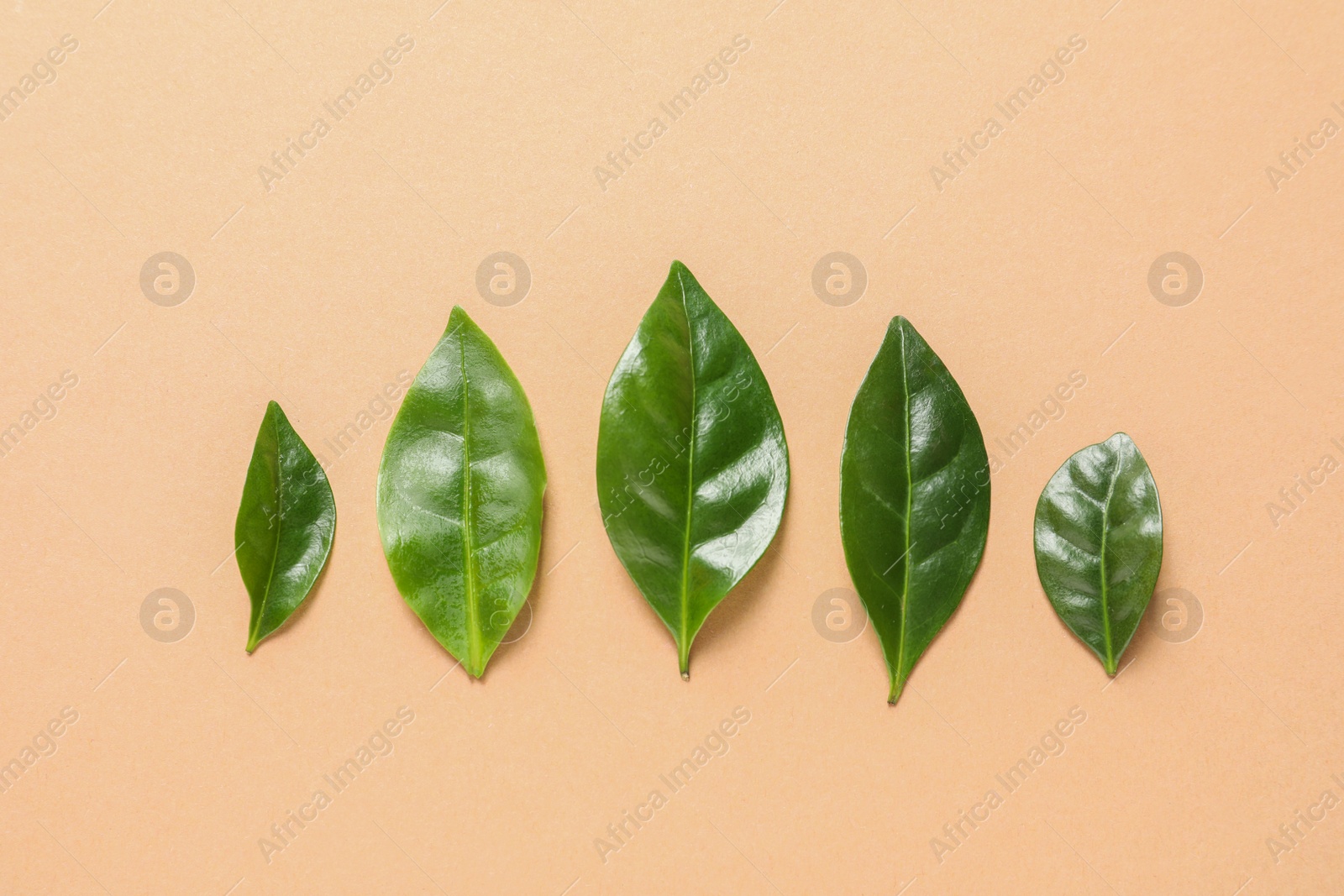 Photo of Fresh green coffee leaves on light orange background, flat lay