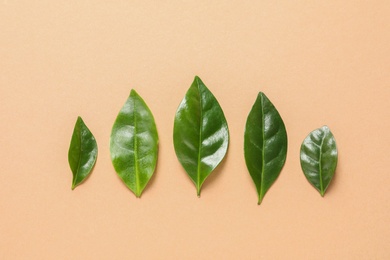 Photo of Fresh green coffee leaves on light orange background, flat lay