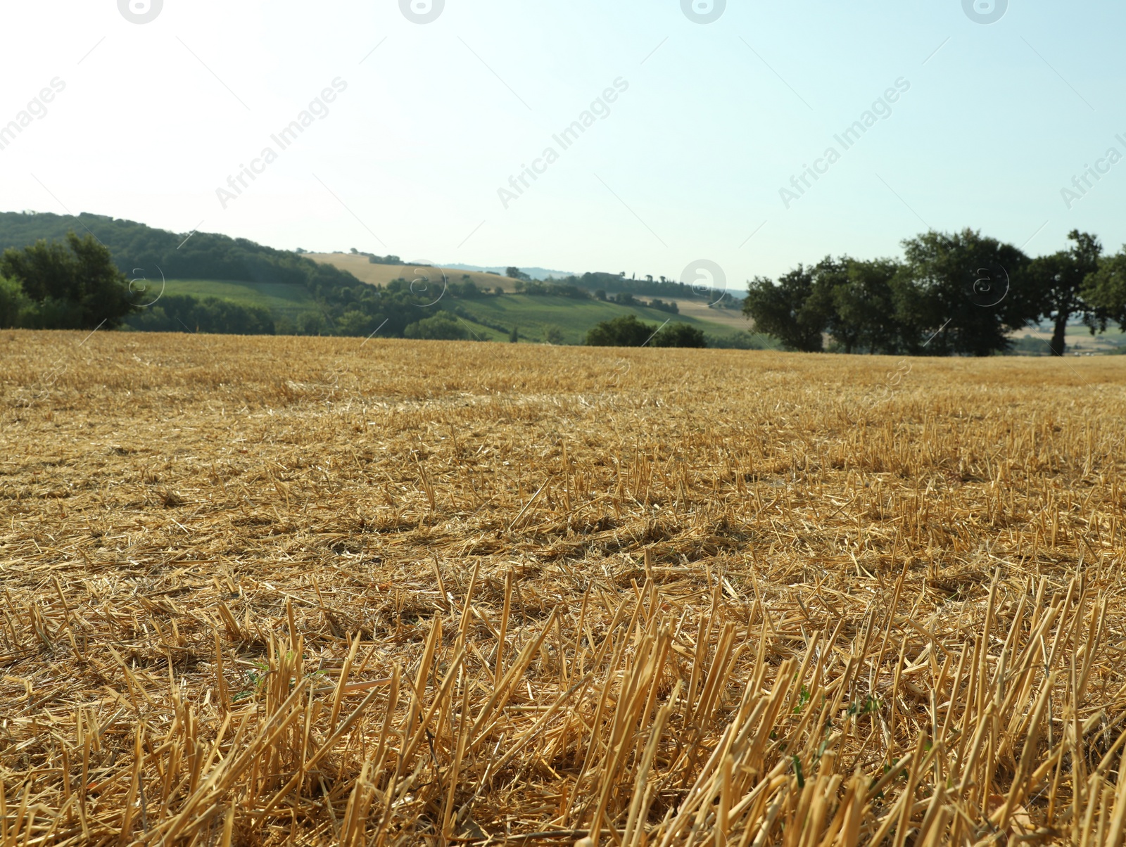 Photo of Mowed agriculture field outdoors on sunny day. Agricultural industry