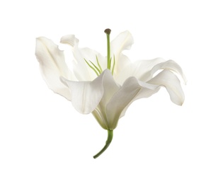 Beautiful lily on white background. Funeral flower