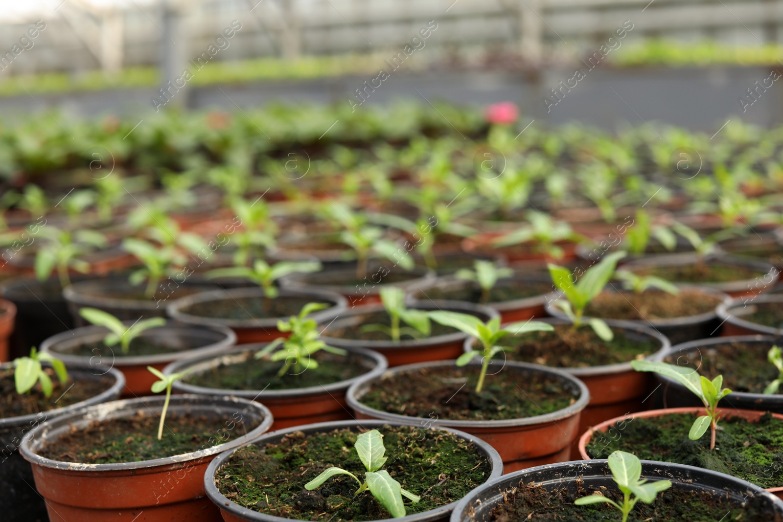 Photo of Many pots with soil and fresh seedlings in greenhouse, closeup