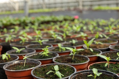 Many pots with soil and fresh seedlings in greenhouse, closeup