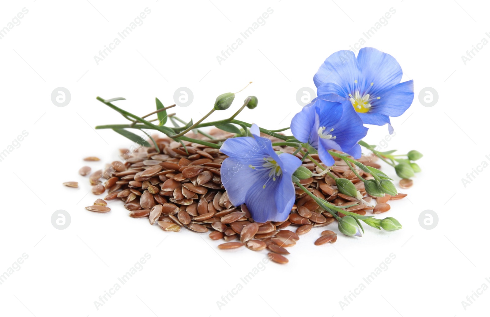 Photo of Flax flowers and seeds on white background