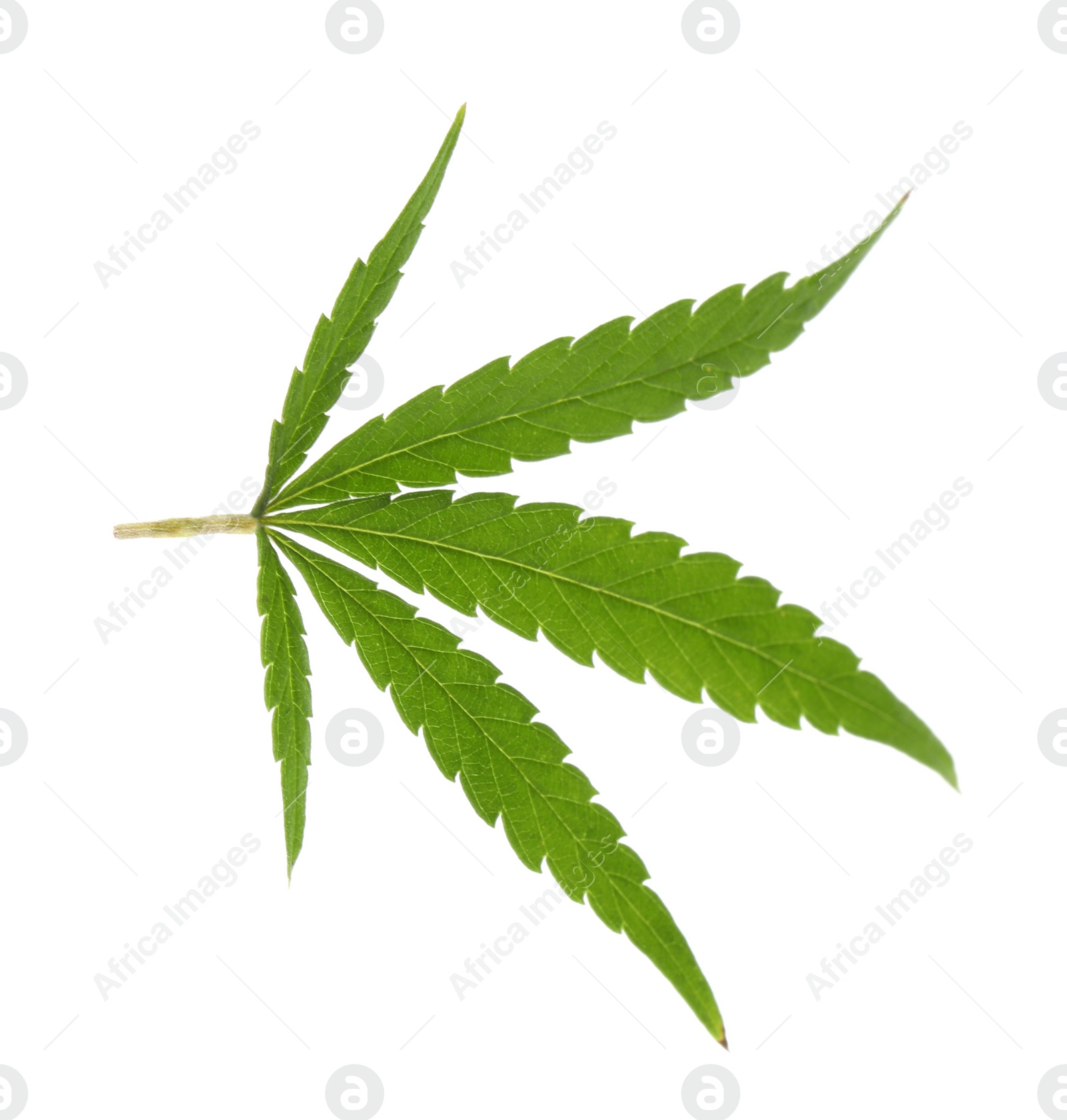 Photo of Green organic leaf of hemp on white background