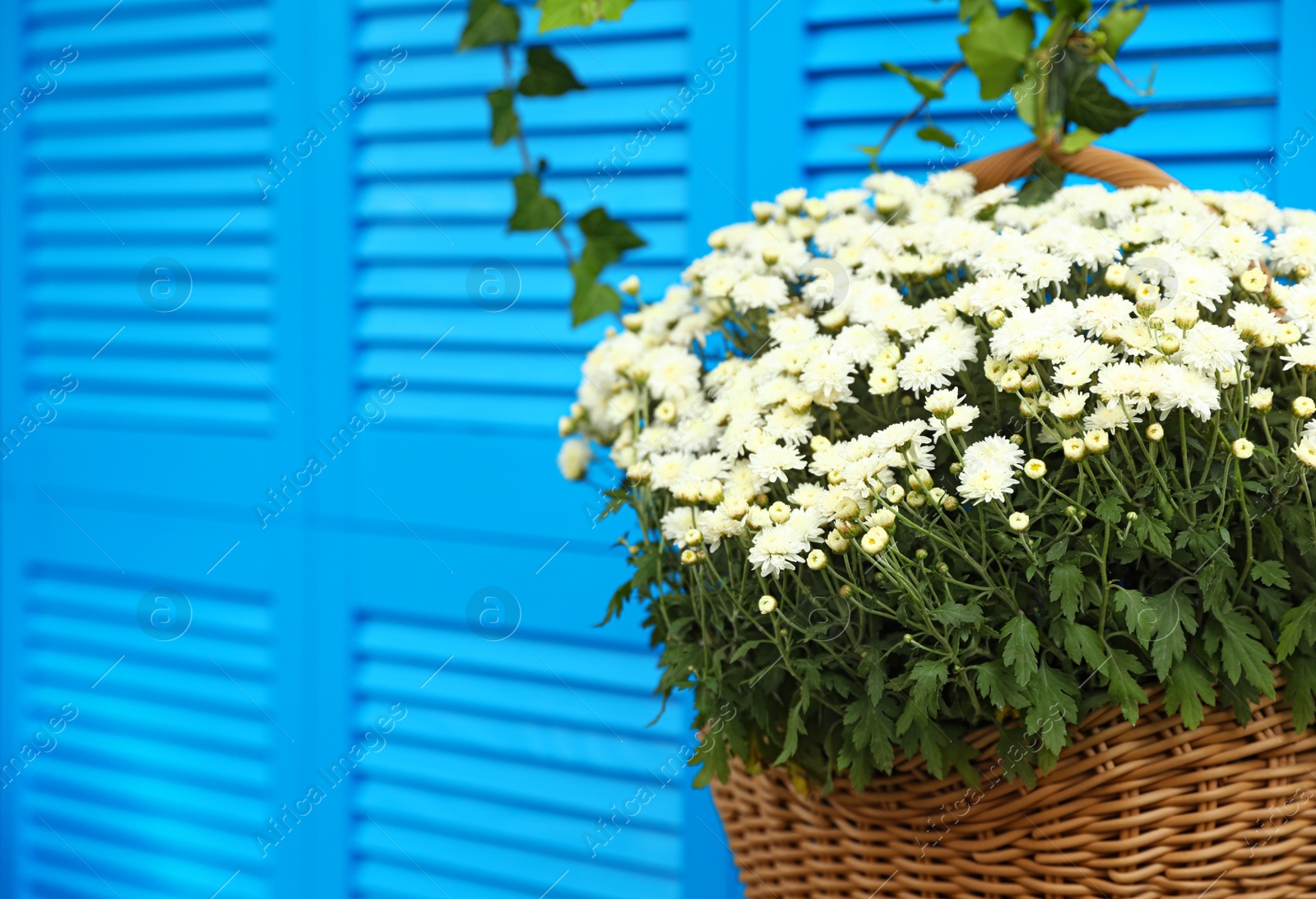 Photo of Beautiful white chrysanthemum flowers near blue shutters, closeup