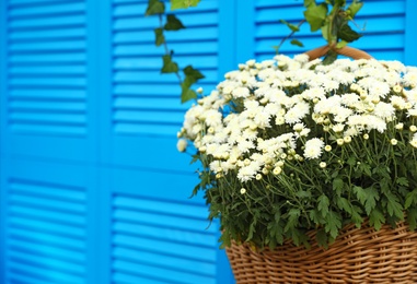 Beautiful white chrysanthemum flowers near blue shutters, closeup