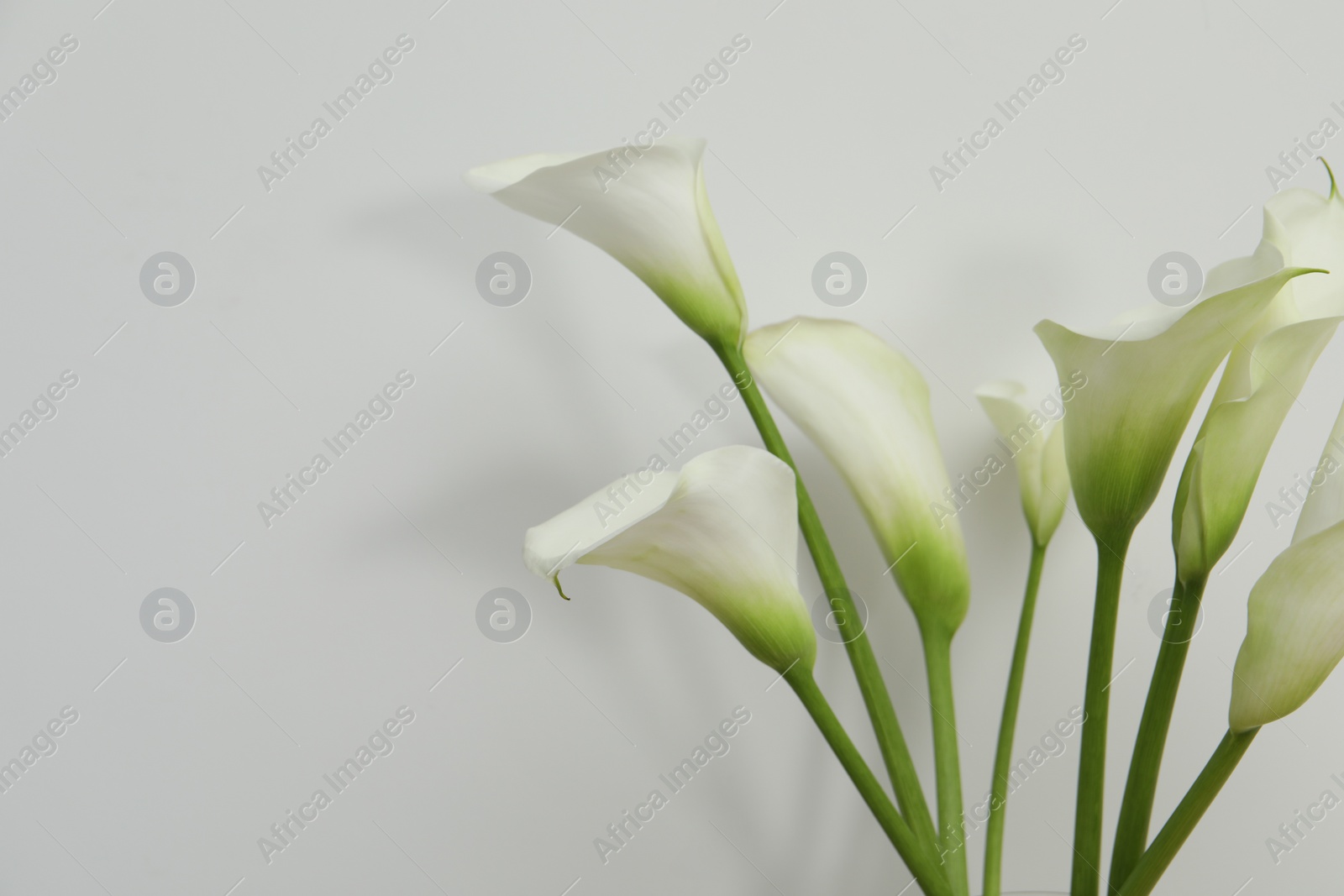 Photo of Beautiful calla lily flowers on white background. Space for text