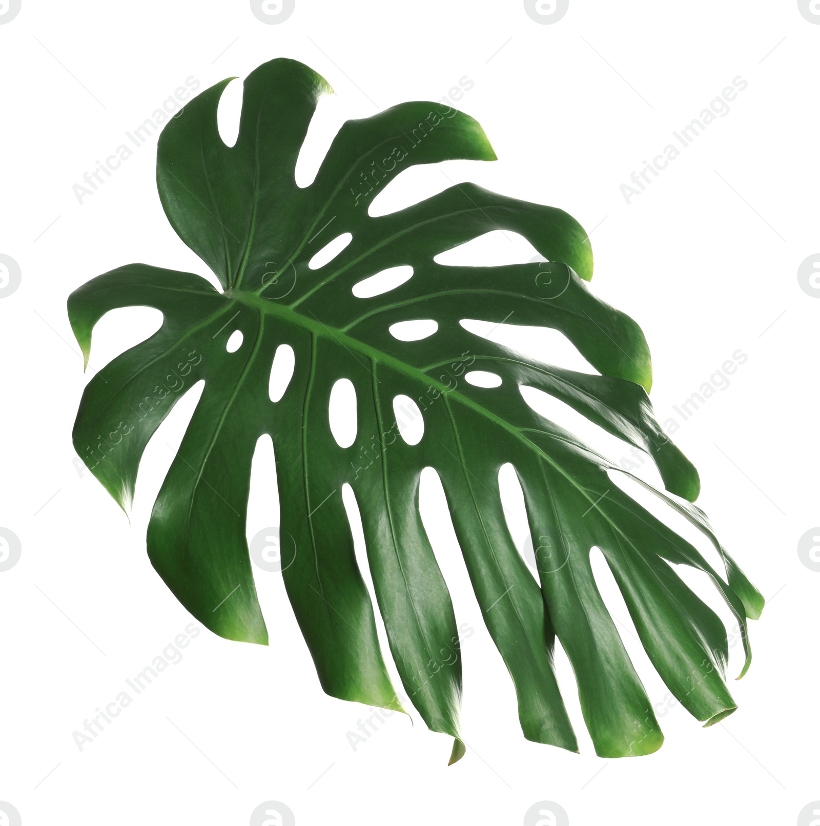 Photo of Green fresh monstera leaf isolated on white. Tropical plant