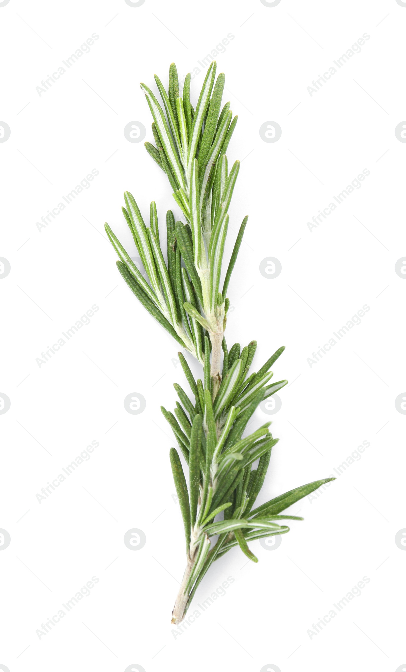 Photo of Fresh green rosemary twig on white background, top view