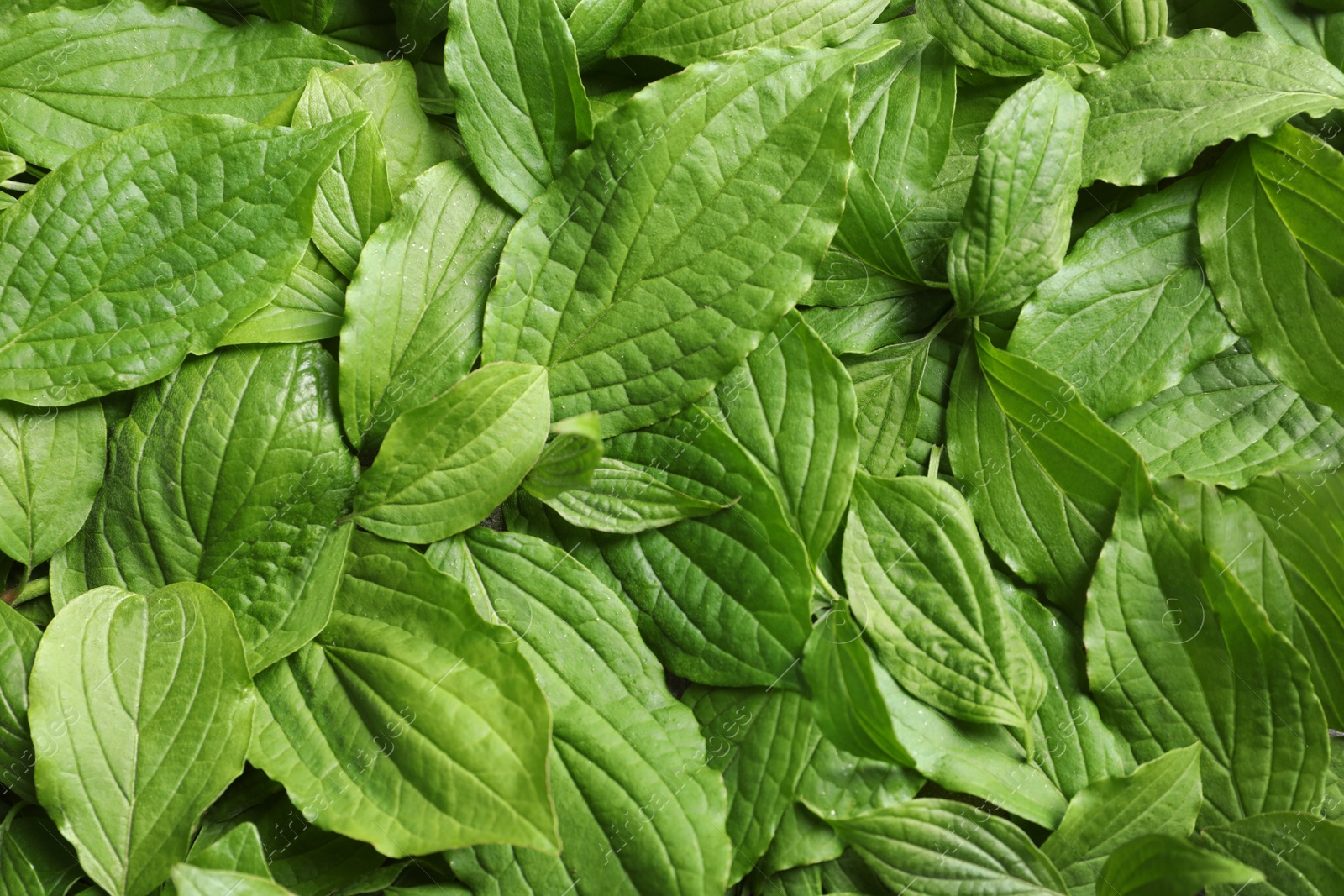 Photo of Beautiful spring green leaves as background, top view