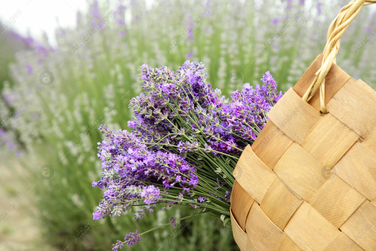 Photo of Wicker bag with beautiful lavender flowers in field, closeup